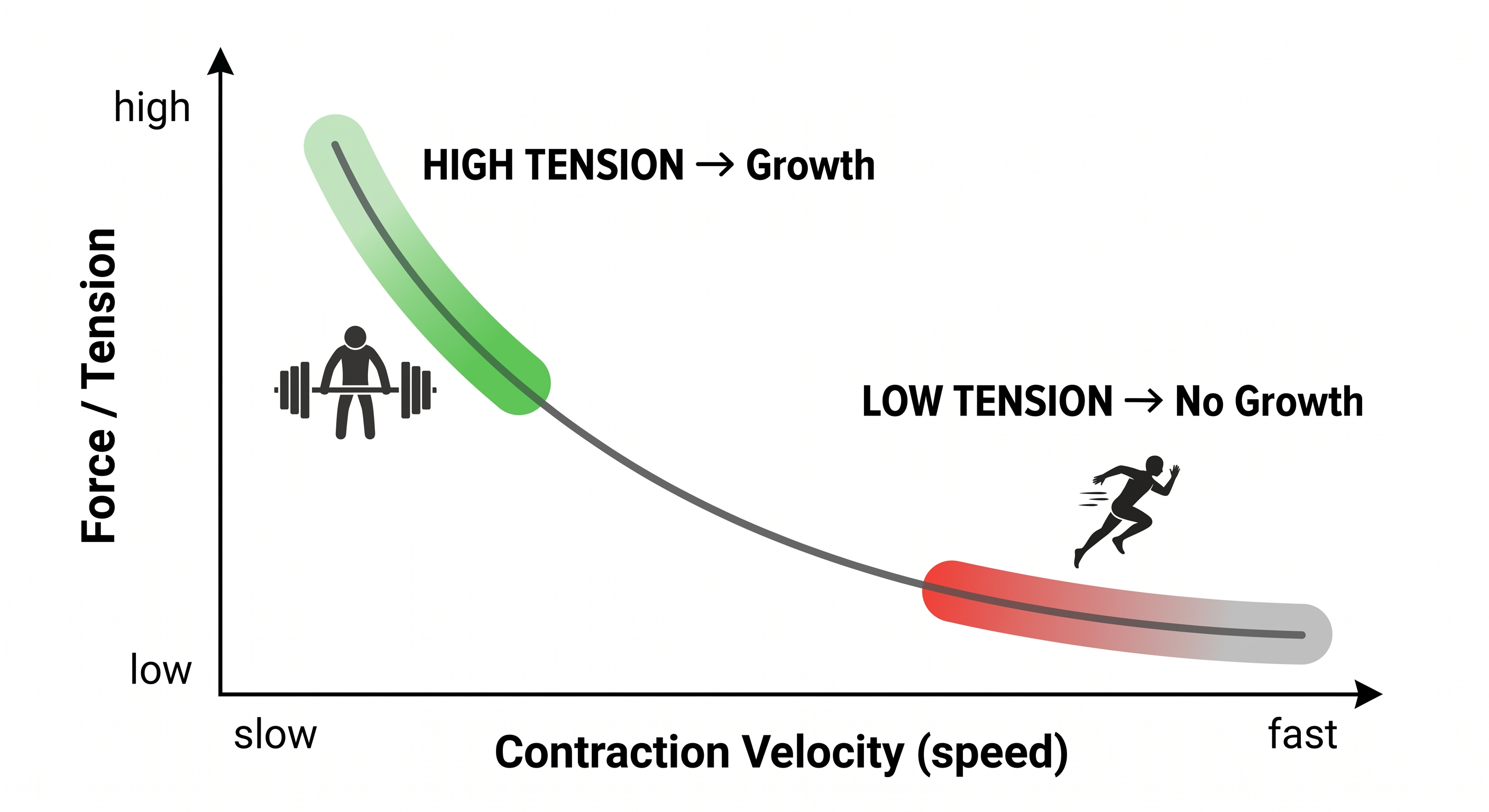 The Force-Velocity Curve