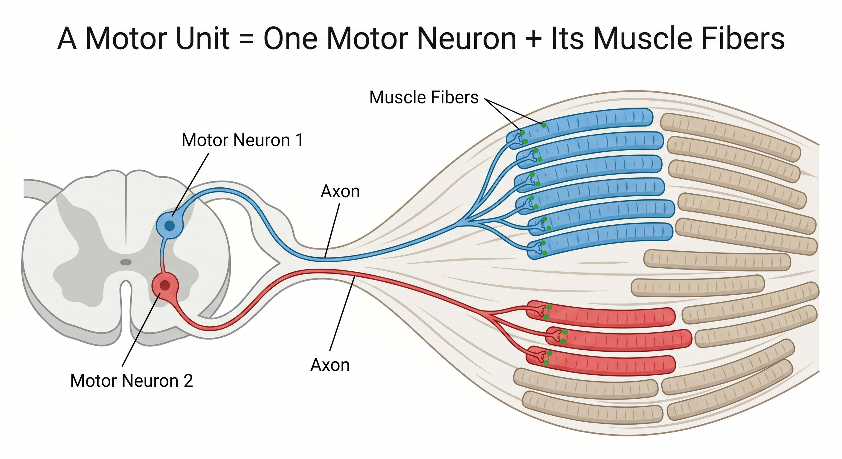 Motor Unit Diagram