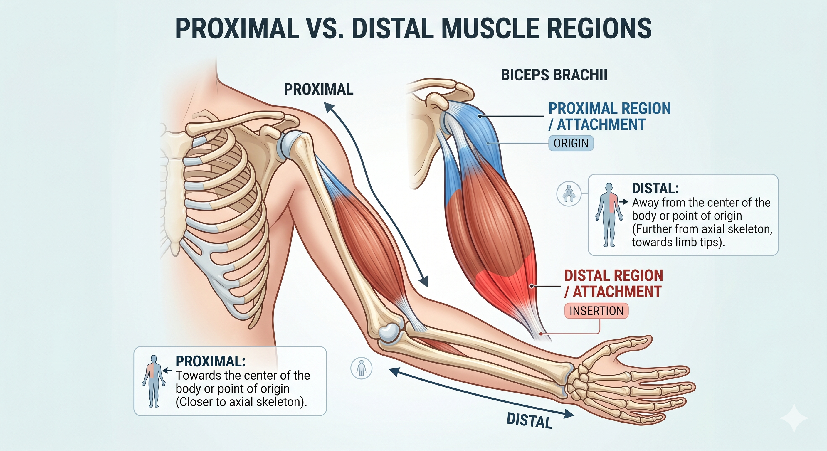 Proximal vs. Distal