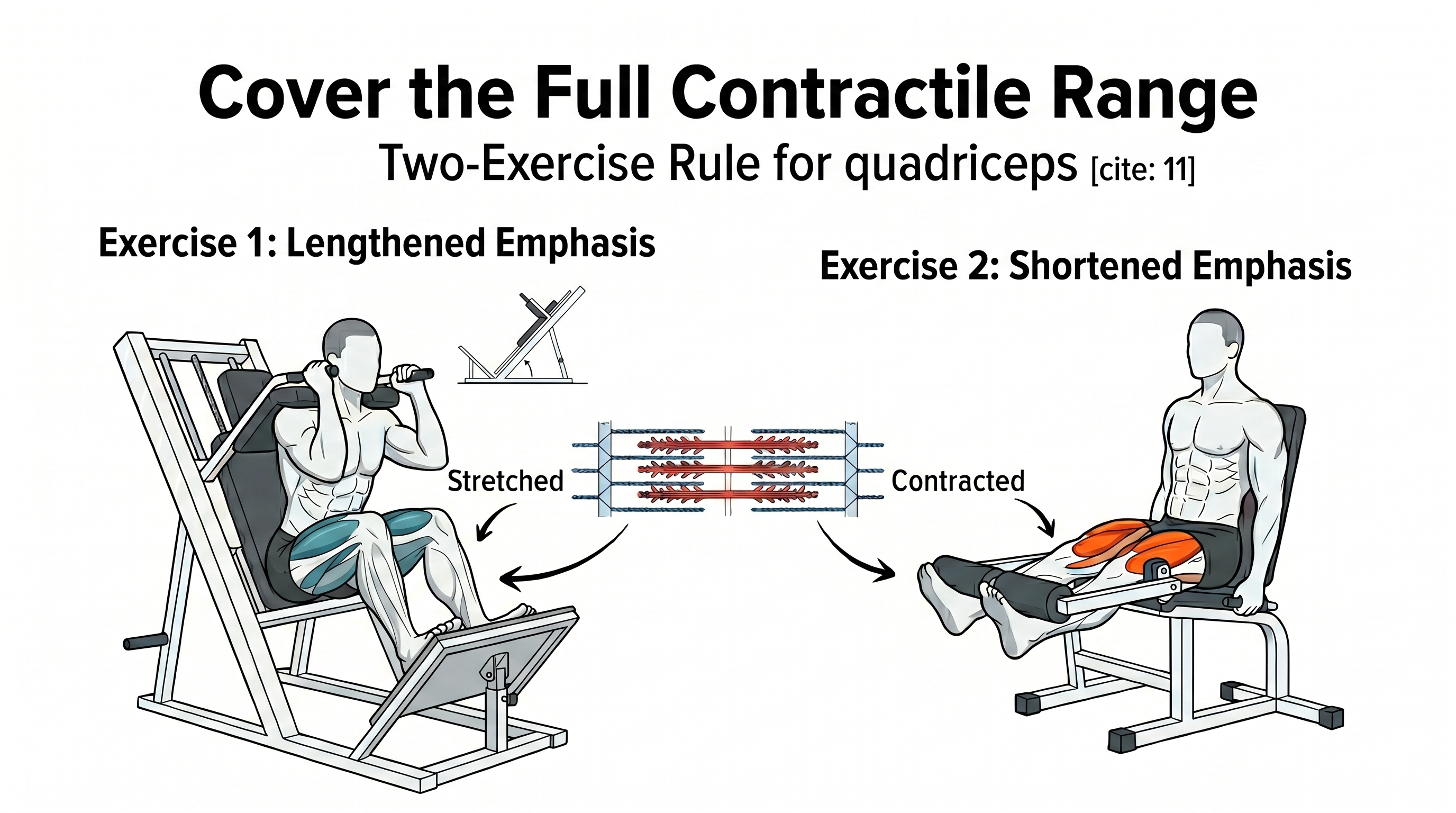 Lengthened vs Shortened Exercise Positions